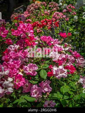 Lussureggianti cespugli di rose in fiore in un giardino cittadino. Abruzzo, Italia, Europa Foto Stock