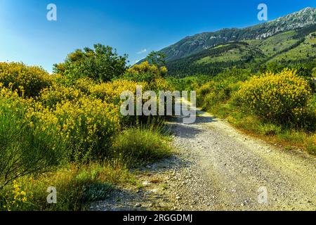 Una strada sterrata conduce alle fioriture della Ginestra odorosa o della ginestra spagnola, Spartium junceum, alle pendici del Monte Morrone. Il fuoco della las Foto Stock