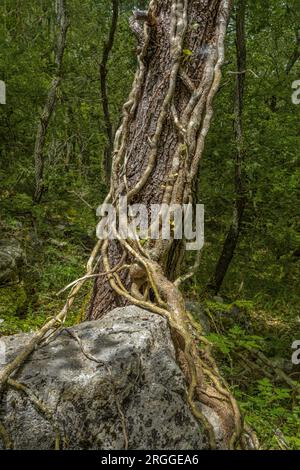 Le radici di Ivy abbracciano un tronco coperto di edera. Abruzzo, Italia, Europa Foto Stock