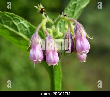 Nel prato, tra le erbe selvatiche fiorisce il cofido (Symphytum officinale) Foto Stock