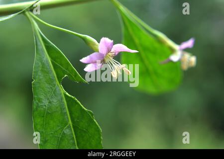 In natura fiorisce un ramoscello Lycium barbarum Foto Stock