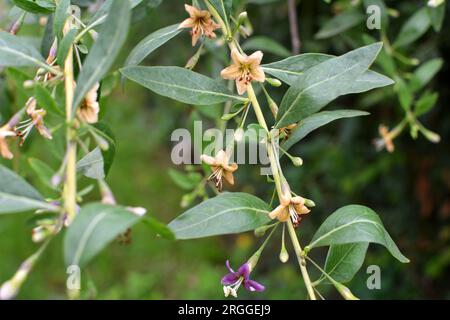 In natura fiorisce un ramoscello Lycium barbarum Foto Stock