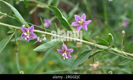 In natura fiorisce un ramoscello Lycium barbarum Foto Stock