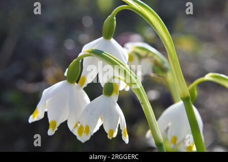 In primavera, Leucojum vernum fiorisce in natura Foto Stock