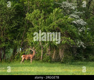 Il cervo adulto mangia i tiri teneri di una pianta. Parco Nazionale d'Abruzzo Lazio e Molise, Abruzzo, Italia, Europa Foto Stock