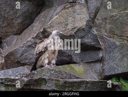 Avvoltoio himalayano, Gyps himalayensis, avvoltoio griffone himalayano, un avvoltoio del Vecchio mondo originario dell'Himalaya e dell'adiacente altopiano tibetano Foto Stock