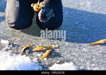 Cattura del persico giallo su ghiaccio. lago, pesca sul ghiaccio, hobby immagine di sfondo con messa a fuoco selettiva Foto Stock