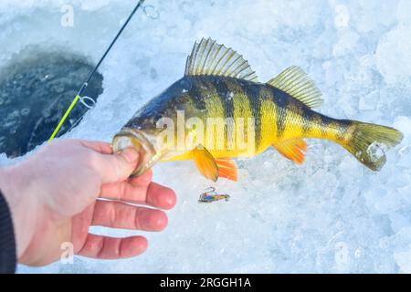 Cattura del persico giallo su ghiaccio. lago, pesca sul ghiaccio, hobby immagine di sfondo con messa a fuoco selettiva Foto Stock