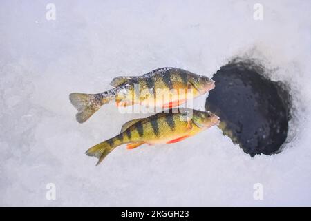 Cattura del persico giallo su ghiaccio. lago, pesca sul ghiaccio, hobby immagine di sfondo con messa a fuoco selettiva Foto Stock