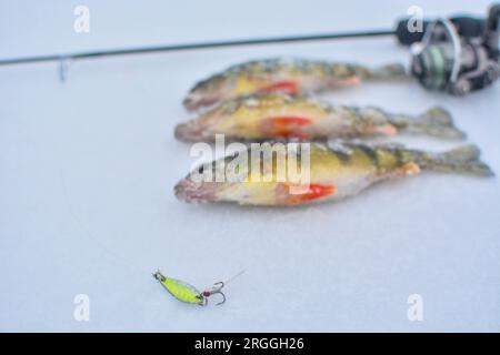 Cattura del persico giallo su ghiaccio. lago, pesca sul ghiaccio, hobby immagine di sfondo con messa a fuoco selettiva Foto Stock