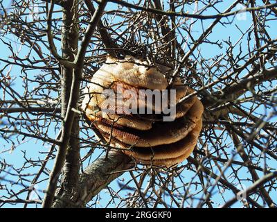 Favo, api mellifere occidentali, Westliche Honigbiene, Abeille européenne, Apis mellifera, háziméh, Ungheria, Magyarország, Europa Foto Stock