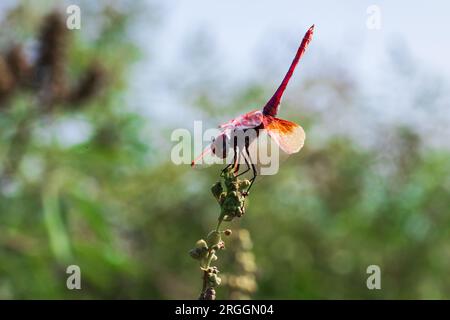 Aliante Crimson Marsh. Primo piano della libellula rossa sullo stelo dell'erba. Foto Stock