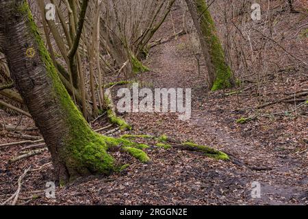 Un sentiero solitario attraverso la foresta fiabesca invernale con alberi caduti e foglie sul terreno, in Germania Foto Stock