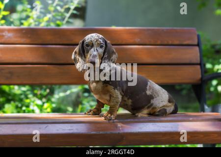 Cucciolo di dachshund in marmo su una panchina nel parco in estate Foto Stock