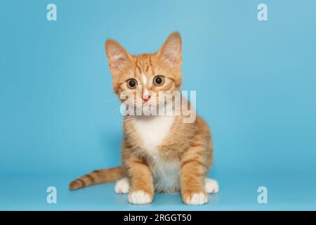 Piccolo e curioso gattino rosso guarda intensamente, su sfondo blu Foto Stock