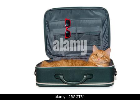Il gatto rosso giace in una valigia verde, isolata su uno sfondo bianco Foto Stock