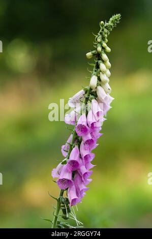 Digitalis purpurea, noto anche come guanto di caramelle di montagna. Bellissimo fiore rosa, tossico, molto alto per la fauna selvatica. Natura della repubblica Ceca. Foto Stock