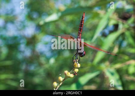 Aliante Crimson Marsh. Primo piano della libellula rossa sullo stelo dell'erba. Foto Stock