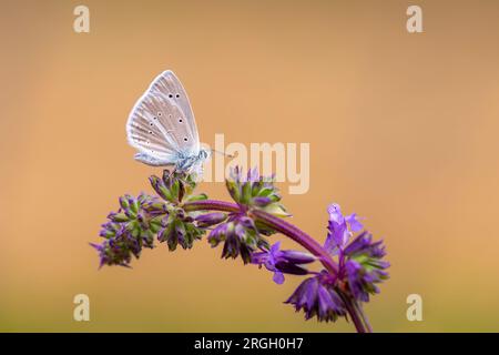 piccola farfalla blu su fiore viola, farfalla agro Foto Stock