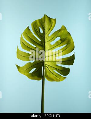 Di foglie di palma su sfondo blu Foto Stock