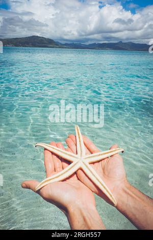 Le mani dell'uomo tengono le stelle marine per mare Foto Stock