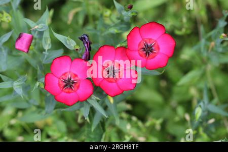 I suggestivi fiori di Linum Grandiflorum Rubrum Scarlet flax Foto Stock