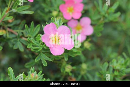 Un primo piano dei fiori di Potentilla Foto Stock