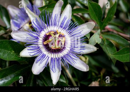 Primo piano del fiore della passione. Fioritura di Passiflora caerulea. Fiore di passione blu. Bluecrown Passionflower. Un fiore comune della passione. Foto Stock