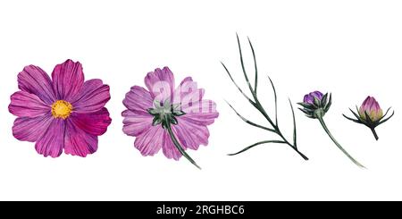 Adagiato con fiori rosa acquerello di cosmea Cosmos bipinnatus, astice messicano, cosmo giardino, gemme, fiori, foglie. Illustrazione della pittura disegnata a mano Foto Stock