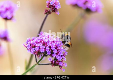 Api o bumblebee che si nutrono di nettare di Verbena o fiori di Vervain 'Verbena bonariensis' durante l'impollinazione estiva. Wicklow, Irlanda Foto Stock