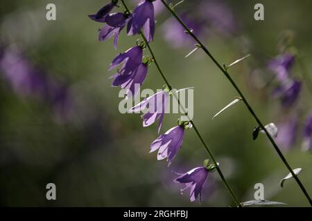 Fiori di campanello selvatici. Campanula medium. Fiore di campane viola in fiore Foto Stock