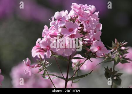 Fiori di Phlox paniculata, piante da vicino. Splendidi fiori rosa phlox nel giardino estivo Foto Stock