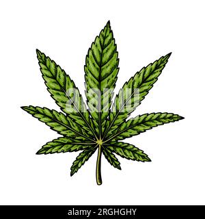 Disegno foglia indica cannabis. Disegno botanico sulla marijuana. Illustrazione vettoriale disegnata a mano Illustrazione Vettoriale