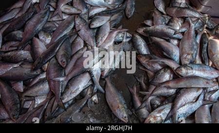 I pesci Hilsa vendono alla stazione di sbarco del pesce Alipur sulla riva del fiume Shibbaria. È il più grande centro di sbarco del pesce del sud Foto Stock