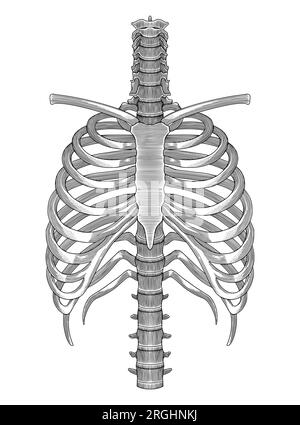 Gabbia di costole umane, disegno a mano illustrazione in stile vintage incisione Illustrazione Vettoriale