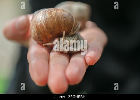 lumaca d'uva. Lumache in giardino. Insetti e parassiti in giardino. lumaca d'uva su una mano. Lumache e lumache. Foto Stock