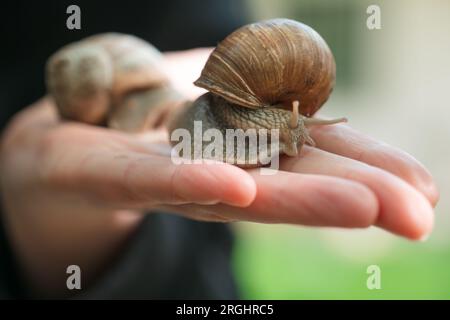 Lumache in giardino. Insetti e parassiti in giardino. lumaca d'uva su una mano. Lumache e lumache. Foto Stock