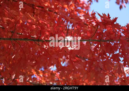 Primo piano della parte inferiore di un ramo di un albero di acero tramonto pieno di foglie rosse vivaci in autunno a Trevor, Wisconsin, Stati Uniti Foto Stock