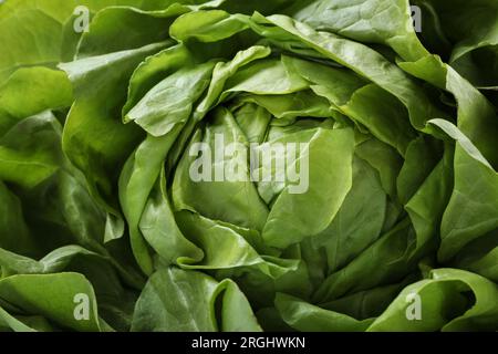 Testa di lattuga al burro verde fresco come sfondo, primo piano Foto Stock