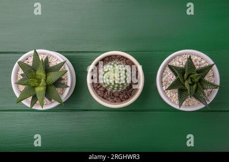 Molte piante succulente diverse in vasi su un tavolo di legno verde, giacenza piatta Foto Stock