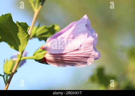 Bellissimo germoglio di ibisco rosa che cresce all'aperto, primo piano Foto Stock