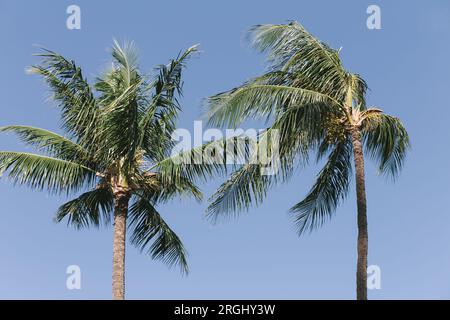 Two Palm Trees Blowing in Wind a Kaanapali, Maui, Hawaii l'8 agosto 2023 Foto Stock