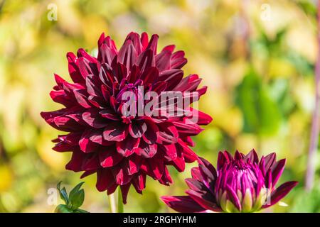 Dahlias ai Butchart Gardens, Vancouver Island, British Columbia, Canada. Foto Stock