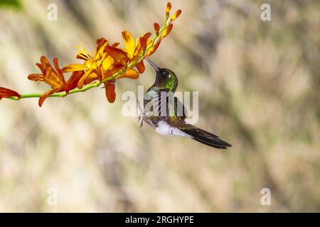 Tormalina Sunangel hummingbird, Heliangelus exortis, al Guango Lodge in Ecuador. Foto Stock