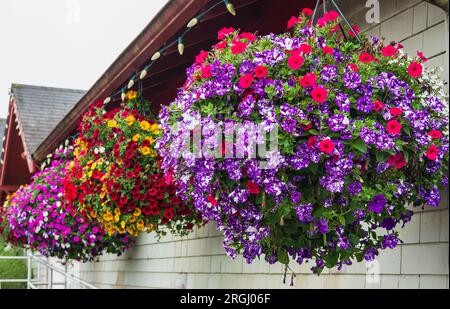 Fiori in un cesto appeso intorno alla casa. Vasi di fiori appesi a un muro di legno. Petunias viola e rosa in un cestino appeso. Vasi di luce Foto Stock