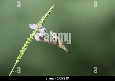 La femmina di ruby throated colibrì si nutriva di piante obbedienti Foto Stock