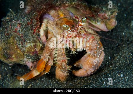 Granchio eremita Anemone, Dardanus pedunculatus, con anemoni marini, Calliactis polypus, su guscio per mimetizzazione e protezione, sito di immersione Aer Perang, Lembe Foto Stock