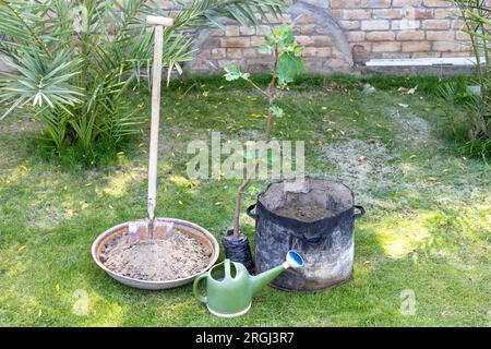 Piantare un albero da frutto di fico in un sacco per la crescita in giardino Foto Stock