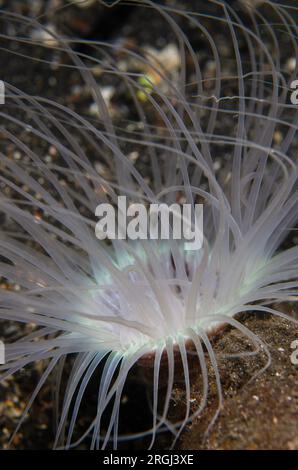 Tube Anemone, Cerianthus sp, immersione notturna, sito di immersione TK1, stretto di Lembeh, Sulawesi, Indonesia Foto Stock