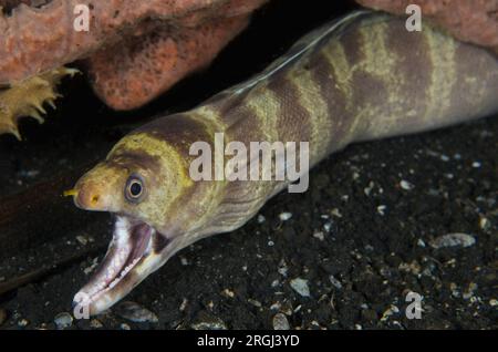 Barred Moray Eel, Echidna polyzona, immersione notturna, sito di immersione TK1, immersione notturna, stretto di Lembeh, Sulawesi, Indonesia Foto Stock